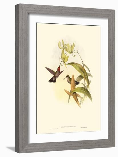 Small Gould Hummingbird IV-John Gould-Framed Art Print