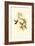 Small Gould Hummingbird IV-John Gould-Framed Art Print