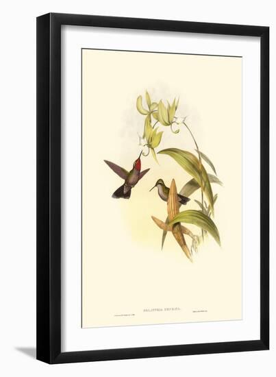 Small Gould Hummingbird IV-John Gould-Framed Art Print