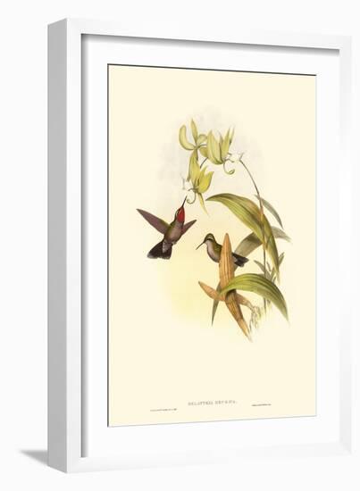 Small Gould Hummingbird IV-John Gould-Framed Art Print