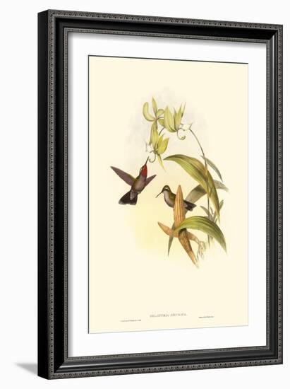 Small Gould Hummingbird IV-John Gould-Framed Art Print