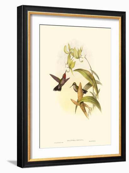 Small Gould Hummingbird IV-John Gould-Framed Art Print