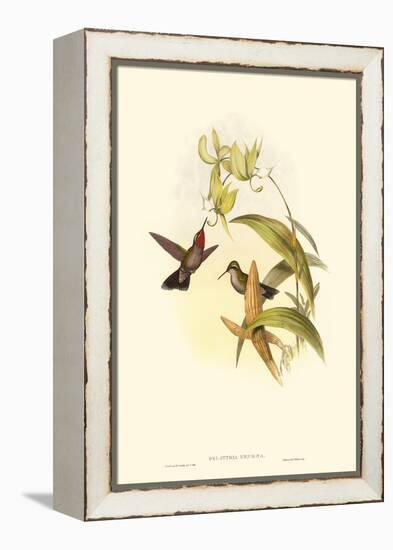 Small Gould Hummingbird IV-John Gould-Framed Stretched Canvas