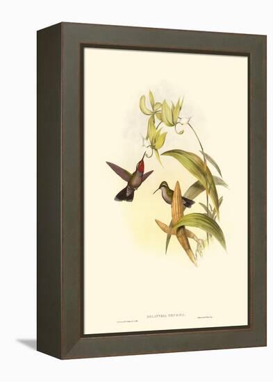 Small Gould Hummingbird IV-John Gould-Framed Stretched Canvas
