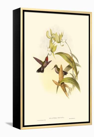 Small Gould Hummingbird IV-John Gould-Framed Stretched Canvas