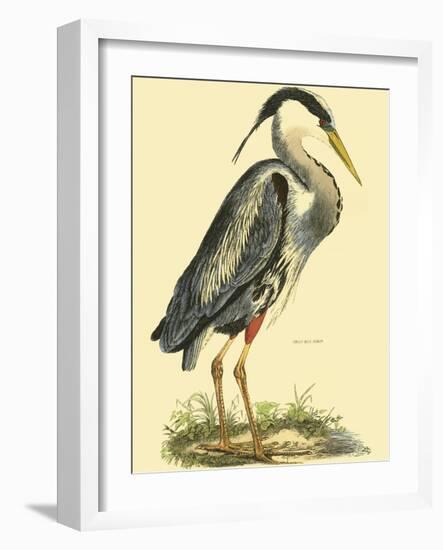 Small Great Blue Heron-John Selby-Framed Art Print