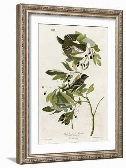 Small Green Crested Flycatcher-null-Framed Giclee Print