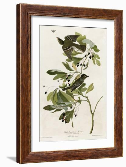 Small Green Crested Flycatcher-null-Framed Giclee Print