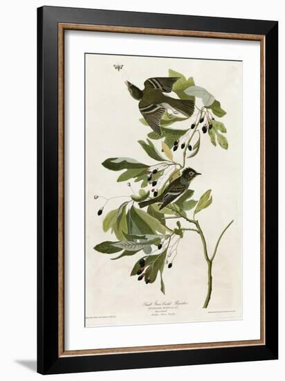 Small Green Crested Flycatcher-null-Framed Giclee Print