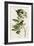 Small Green Crested Flycatcher-null-Framed Giclee Print