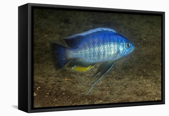 small green utaka cichlid swimming, lake malawi, malawi-franco banfi-Framed Premier Image Canvas