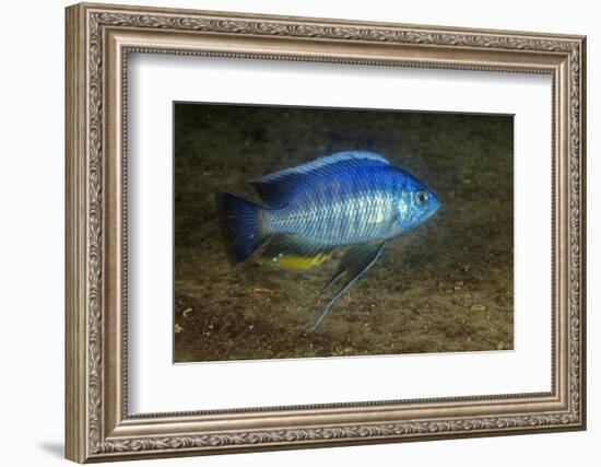 small green utaka cichlid swimming, lake malawi, malawi-franco banfi-Framed Photographic Print