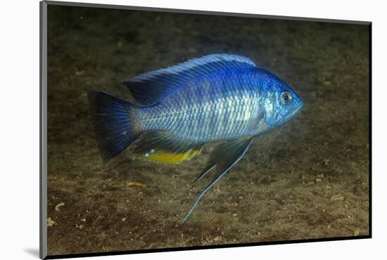 small green utaka cichlid swimming, lake malawi, malawi-franco banfi-Mounted Photographic Print