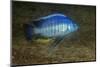 small green utaka cichlid swimming, lake malawi, malawi-franco banfi-Mounted Photographic Print