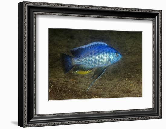 small green utaka cichlid swimming, lake malawi, malawi-franco banfi-Framed Photographic Print