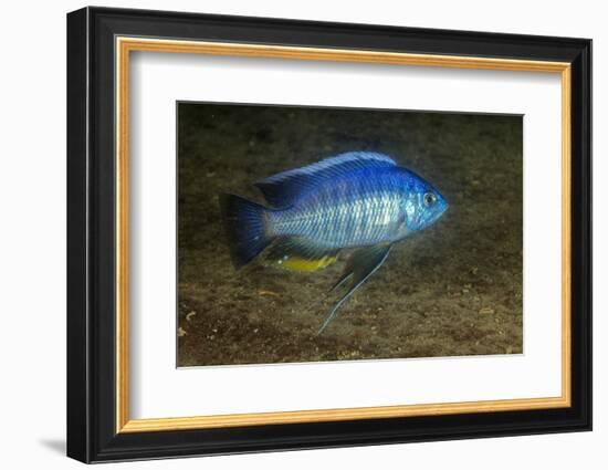 small green utaka cichlid swimming, lake malawi, malawi-franco banfi-Framed Photographic Print