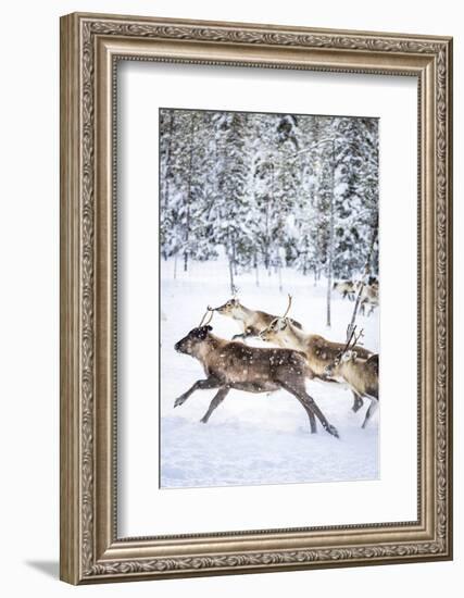 Small group of reindeer run in the snow covered forest during the arctic winter, Lapland, Sweden-Roberto Moiola-Framed Photographic Print