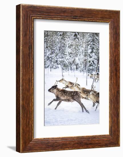 Small group of reindeer run in the snow covered forest during the arctic winter, Lapland, Sweden-Roberto Moiola-Framed Photographic Print