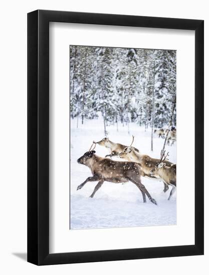 Small group of reindeer run in the snow covered forest during the arctic winter, Lapland, Sweden-Roberto Moiola-Framed Photographic Print