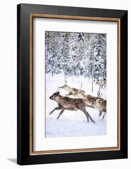 Small group of reindeer run in the snow covered forest during the arctic winter, Lapland, Sweden-Roberto Moiola-Framed Photographic Print