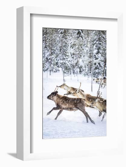 Small group of reindeer run in the snow covered forest during the arctic winter, Lapland, Sweden-Roberto Moiola-Framed Photographic Print