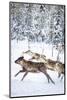 Small group of reindeer run in the snow covered forest during the arctic winter, Lapland, Sweden-Roberto Moiola-Mounted Photographic Print