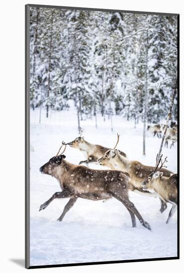 Small group of reindeer run in the snow covered forest during the arctic winter, Lapland, Sweden-Roberto Moiola-Mounted Photographic Print