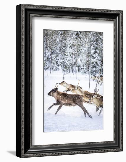 Small group of reindeer run in the snow covered forest during the arctic winter, Lapland, Sweden-Roberto Moiola-Framed Photographic Print