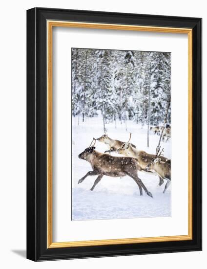 Small group of reindeer run in the snow covered forest during the arctic winter, Lapland, Sweden-Roberto Moiola-Framed Photographic Print