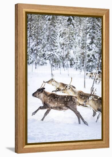 Small group of reindeer run in the snow covered forest during the arctic winter, Lapland, Sweden-Roberto Moiola-Framed Premier Image Canvas