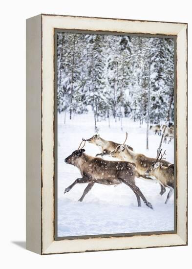 Small group of reindeer run in the snow covered forest during the arctic winter, Lapland, Sweden-Roberto Moiola-Framed Premier Image Canvas