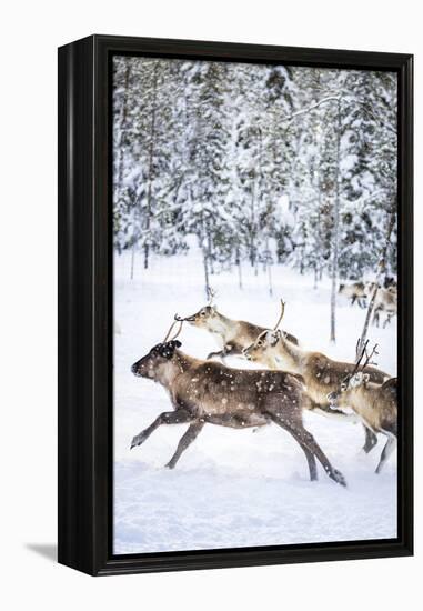 Small group of reindeer run in the snow covered forest during the arctic winter, Lapland, Sweden-Roberto Moiola-Framed Premier Image Canvas