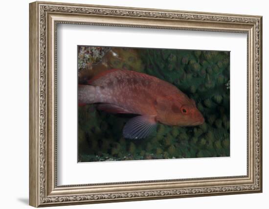 Small Grouper, Beqa Lagoon, Fiji-Stocktrek Images-Framed Photographic Print