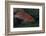 Small Grouper, Beqa Lagoon, Fiji-Stocktrek Images-Framed Photographic Print