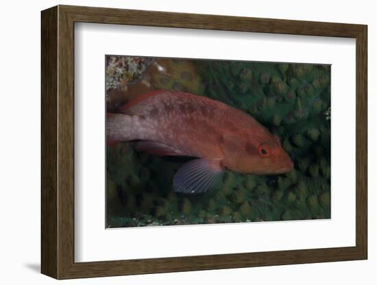 Small Grouper, Beqa Lagoon, Fiji-Stocktrek Images-Framed Photographic Print