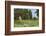 Small Heath (Coenonympha Pamphilus) Two Males Fighting In Habitat, Aland Islands, Finland, June-Jussi Murtosaari-Framed Photographic Print