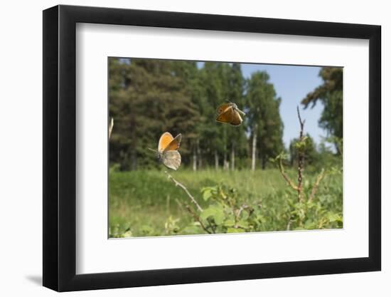 Small Heath (Coenonympha Pamphilus) Two Males Fighting In Habitat, Aland Islands, Finland, June-Jussi Murtosaari-Framed Photographic Print