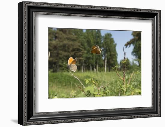 Small Heath (Coenonympha Pamphilus) Two Males Fighting In Habitat, Aland Islands, Finland, June-Jussi Murtosaari-Framed Photographic Print