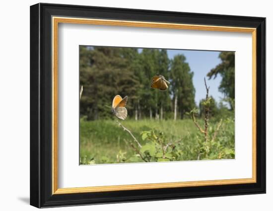 Small Heath (Coenonympha Pamphilus) Two Males Fighting In Habitat, Aland Islands, Finland, June-Jussi Murtosaari-Framed Photographic Print