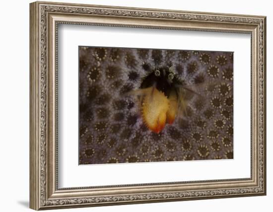 Small Hermit Crab Living in an Abandoned Coral Polyp Hole, Fiji-Stocktrek Images-Framed Photographic Print