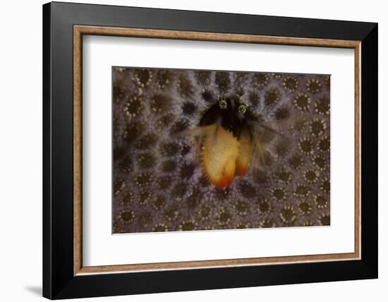 Small Hermit Crab Living in an Abandoned Coral Polyp Hole, Fiji-Stocktrek Images-Framed Photographic Print