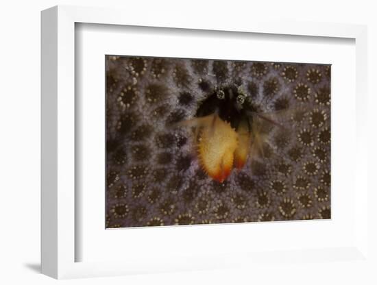 Small Hermit Crab Living in an Abandoned Coral Polyp Hole, Fiji-Stocktrek Images-Framed Photographic Print