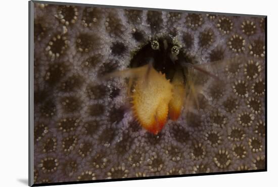 Small Hermit Crab Living in an Abandoned Coral Polyp Hole, Fiji-Stocktrek Images-Mounted Photographic Print