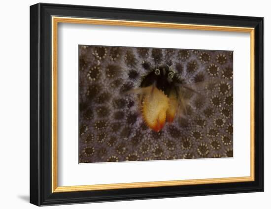 Small Hermit Crab Living in an Abandoned Coral Polyp Hole, Fiji-Stocktrek Images-Framed Photographic Print