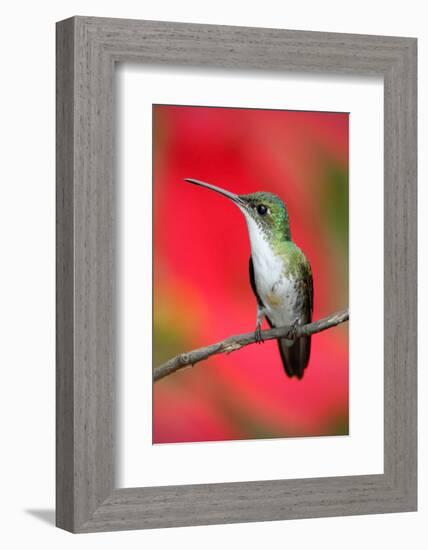 Small Himmngbird Andean Emerald Sitting on the Branch with Red Flower Background. Wildlife Scene Fr-Ondrej Prosicky-Framed Photographic Print