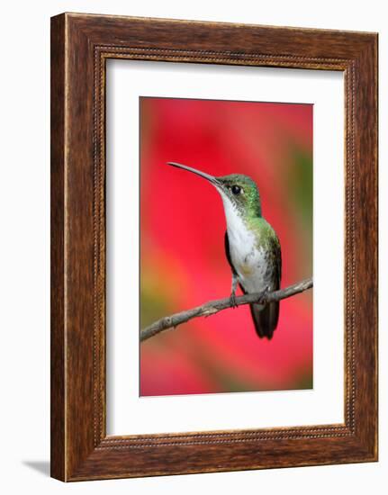 Small Himmngbird Andean Emerald Sitting on the Branch with Red Flower Background. Wildlife Scene Fr-Ondrej Prosicky-Framed Photographic Print