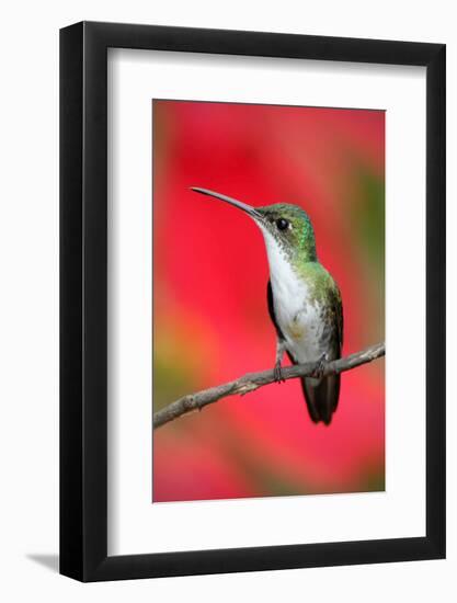 Small Himmngbird Andean Emerald Sitting on the Branch with Red Flower Background. Wildlife Scene Fr-Ondrej Prosicky-Framed Photographic Print