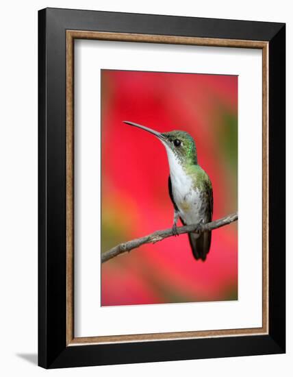 Small Himmngbird Andean Emerald Sitting on the Branch with Red Flower Background. Wildlife Scene Fr-Ondrej Prosicky-Framed Photographic Print