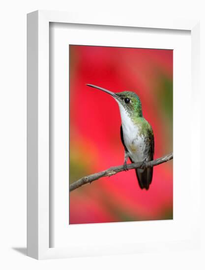 Small Himmngbird Andean Emerald Sitting on the Branch with Red Flower Background. Wildlife Scene Fr-Ondrej Prosicky-Framed Photographic Print