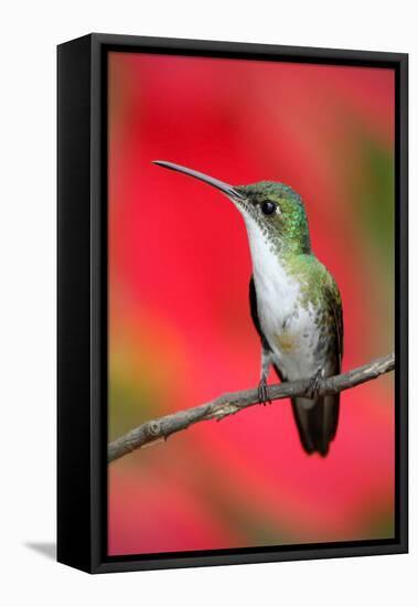 Small Himmngbird Andean Emerald Sitting on the Branch with Red Flower Background. Wildlife Scene Fr-Ondrej Prosicky-Framed Premier Image Canvas